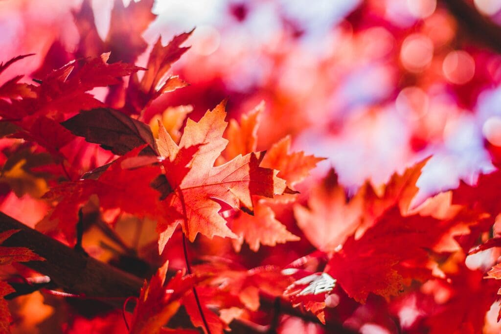 Fun things to do in dc november 2023 dmv realty team